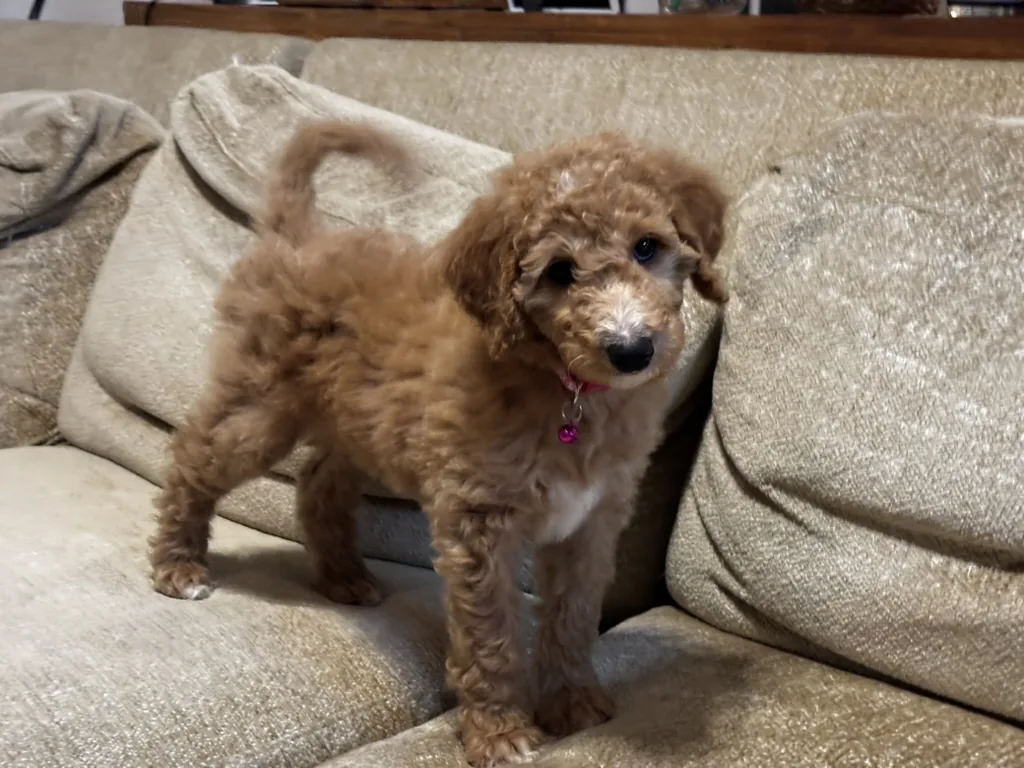 Bagel standing on a couch cushion with her tail curled up, looking straight at the camera.